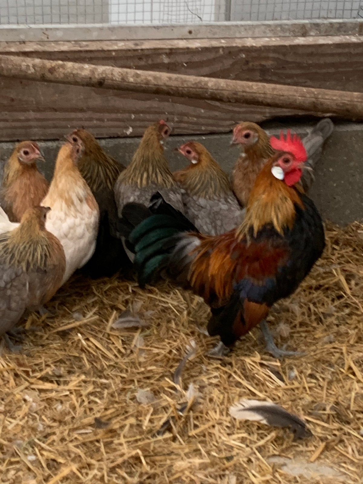 Hollandse kriel, Dieren en Toebehoren, Meerdere dieren, Kip