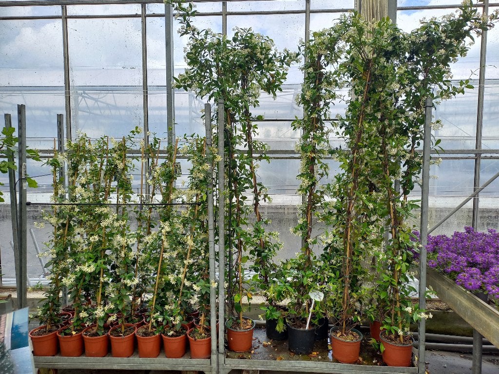 Toscaanse Jasmijn 140/150cm €12,50, Tuin en Terras, Planten | Tuinplanten, Ophalen, Klimplanten, Volle zon