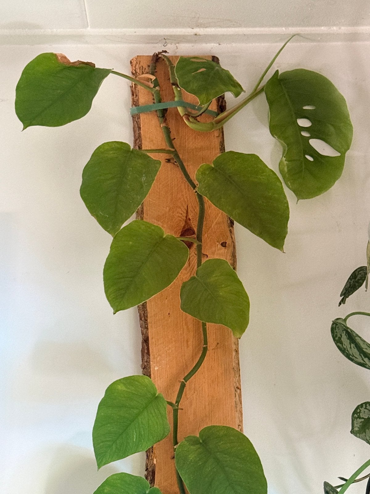 Monstera Dubia, Ophalen, Halfschaduw, 200 cm of meer