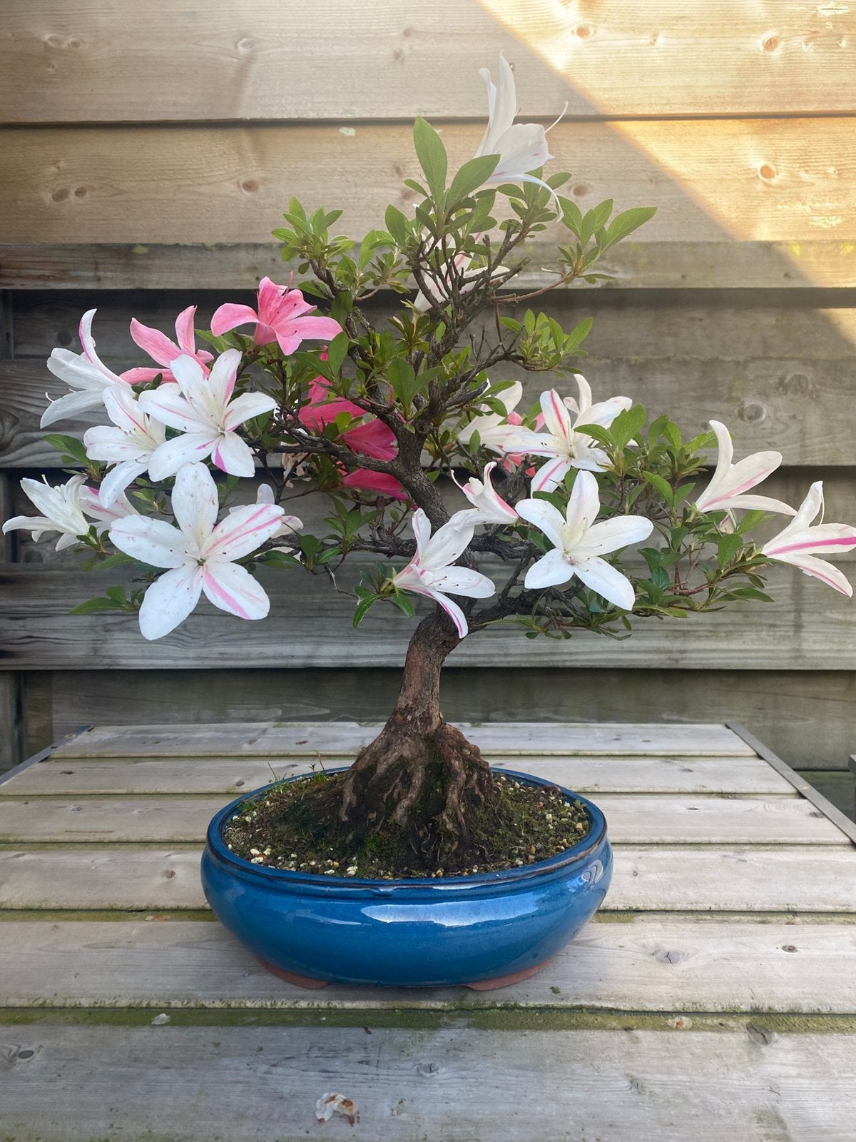 Satsuki Azalea, Volle zon, Bloeit niet, Minder dan 100 cm, Overige soorten