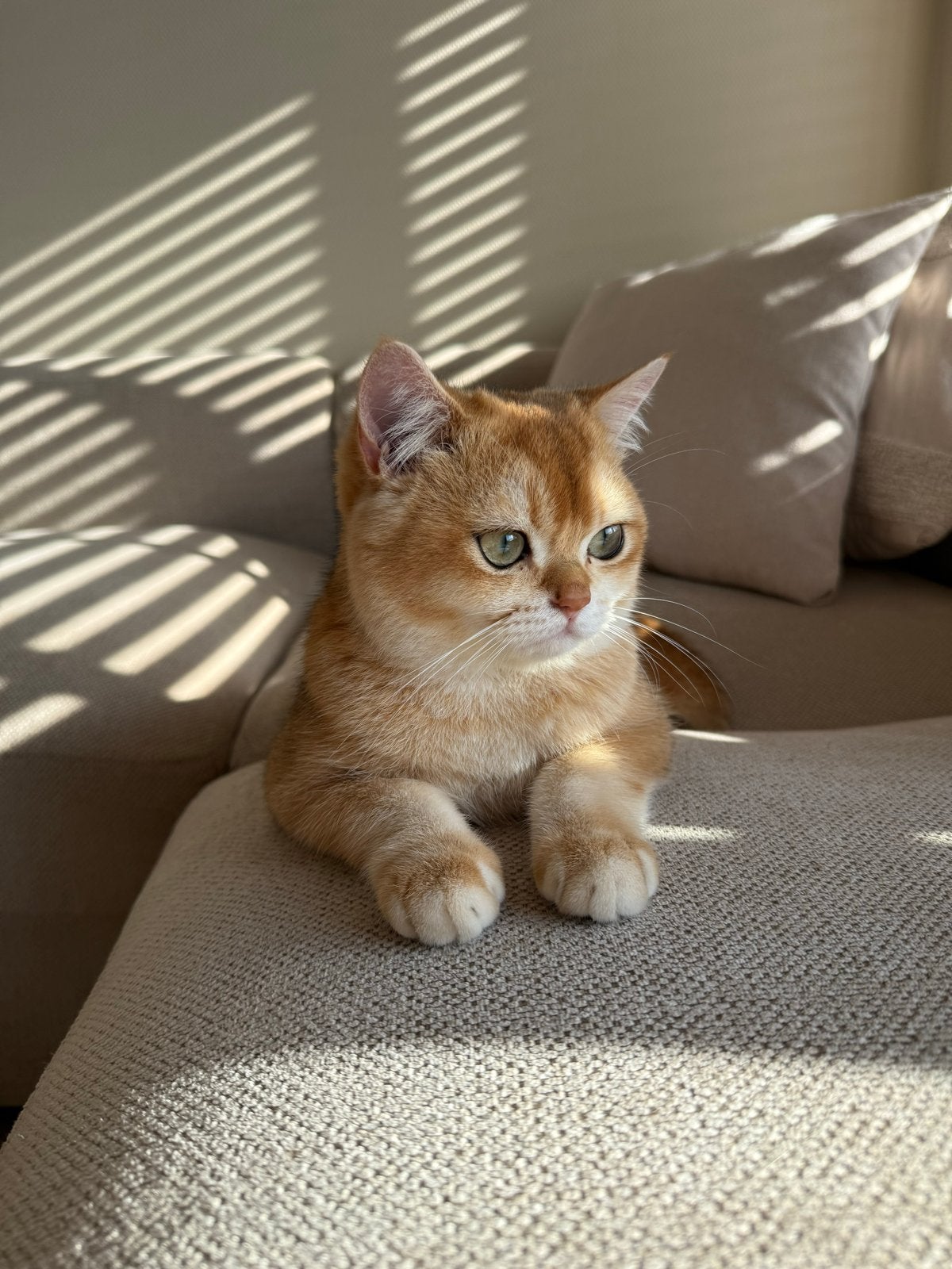 Britse korthaar NY12 golden shell met stamboom, Dieren en Toebehoren, Katten en Kittens | Raskatten | Korthaar, Kater, Met stamboom