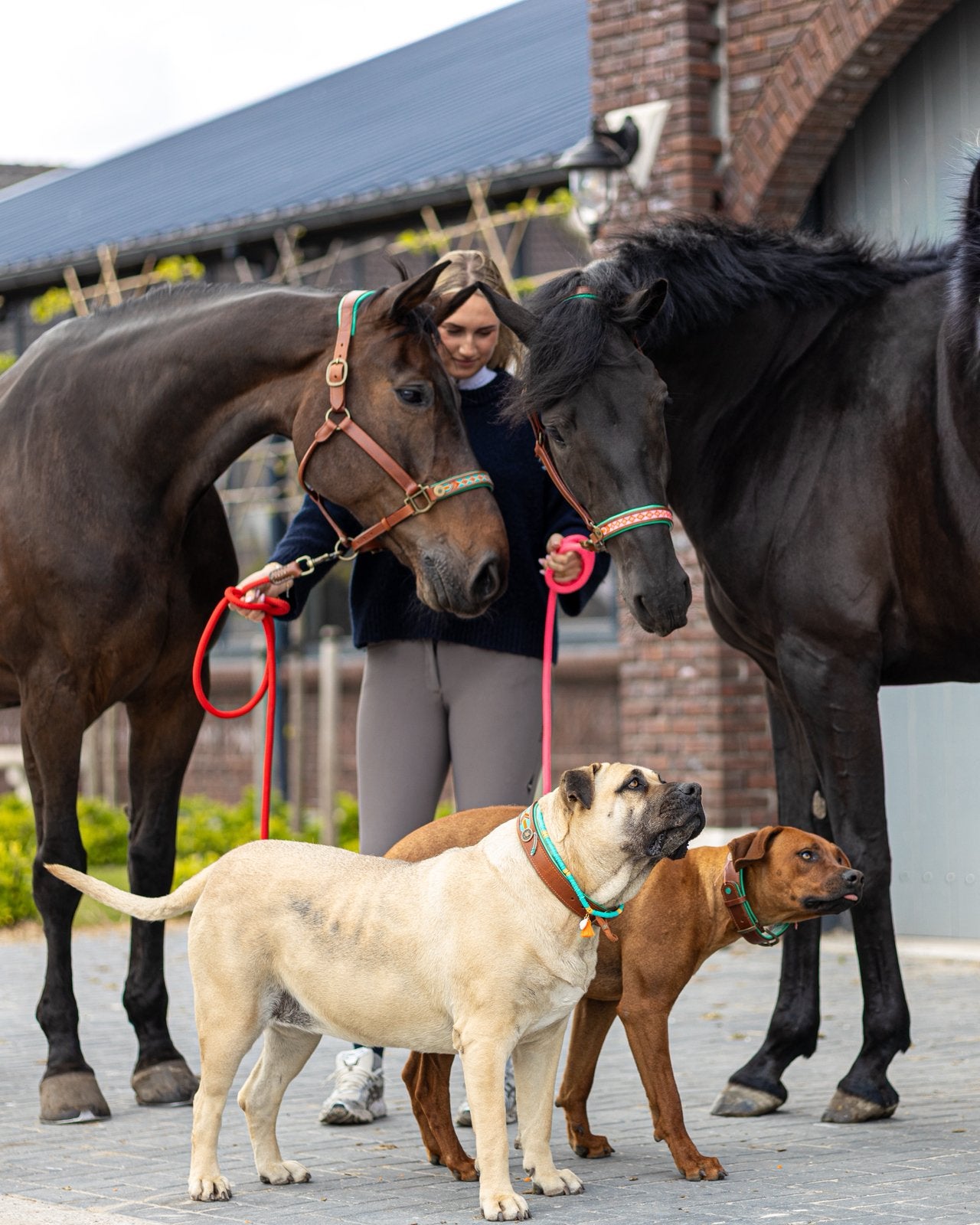 3 volpension en 11 Boxen in eigen beheer op onze LUXE STAL, Stalling, 4 paarden of pony's of meer