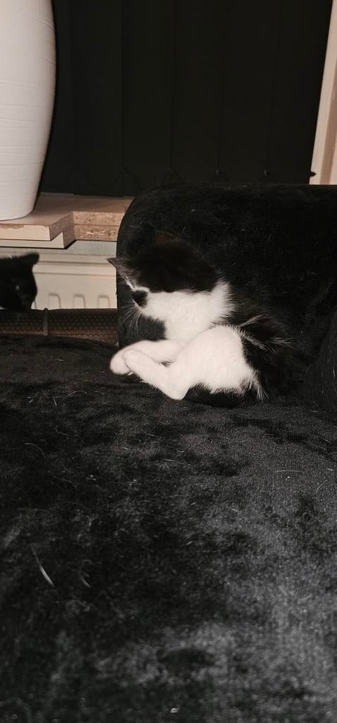 3 kittens, Dieren en Toebehoren, Katten en Kittens | Raskatten | Korthaar