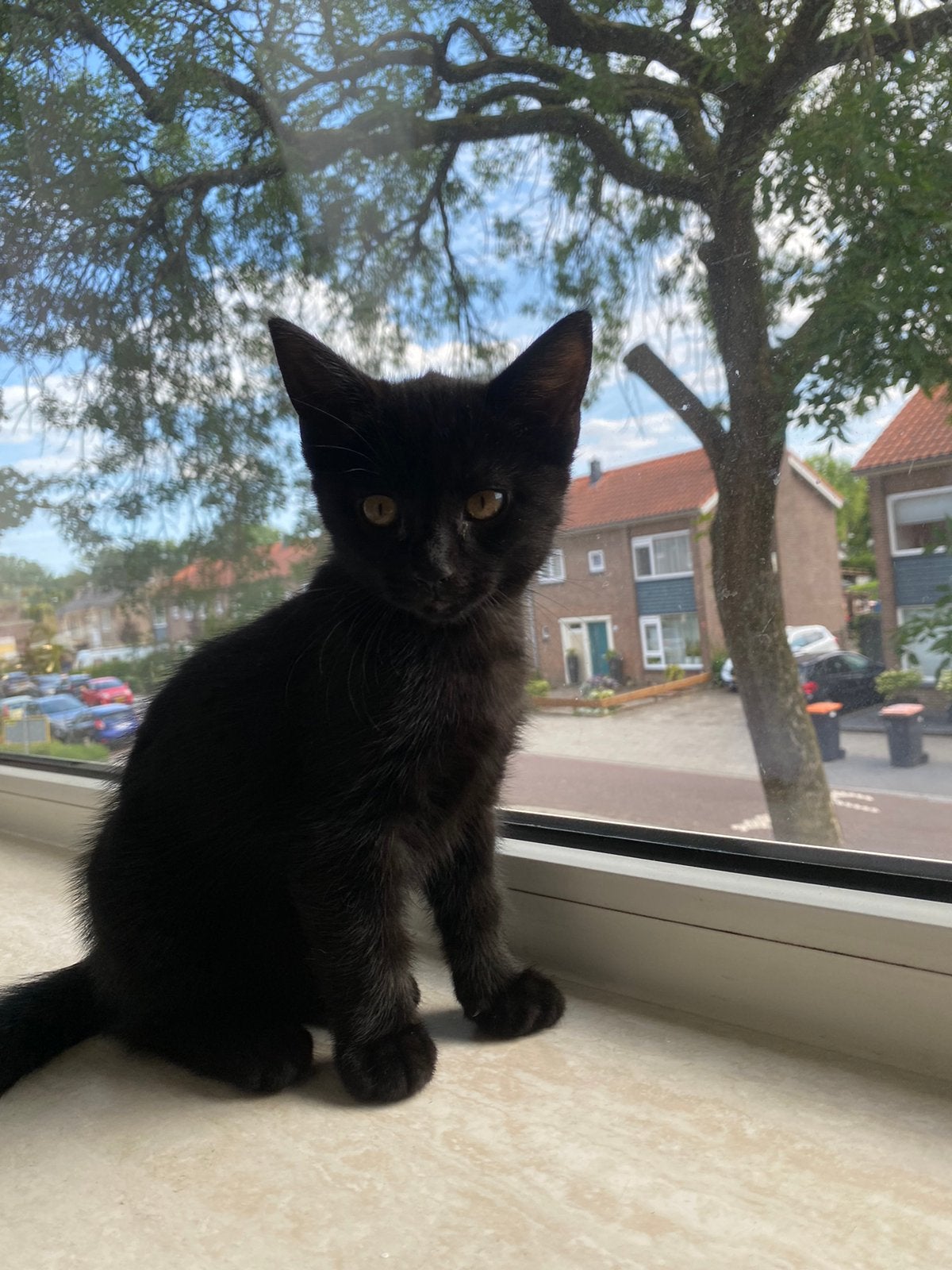Lieve kitten, Dieren en Toebehoren, Katten en Kittens | Overige Katten, Poes