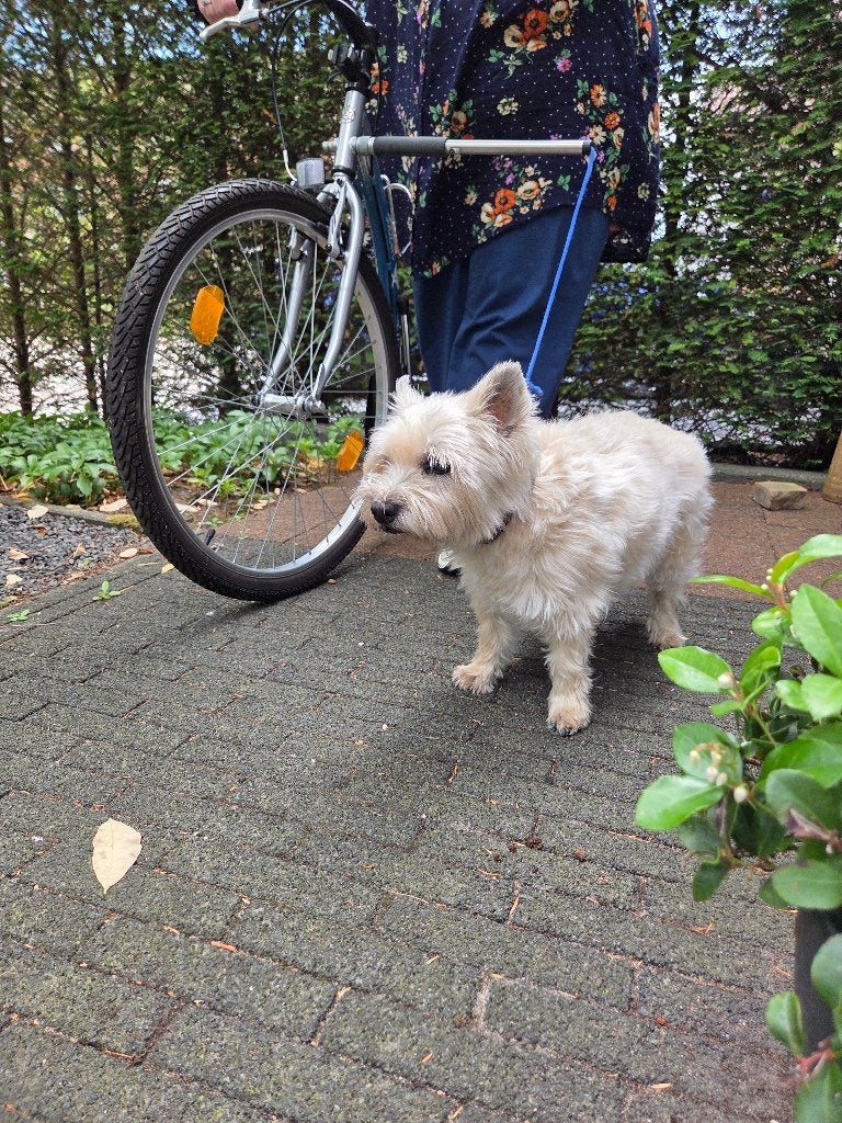 Dogatti Subzero step met hondenaansluiting, Fietsen en Brommers, Steps, Ophalen, Zo goed als nieuw, Kickbike, Dogatti