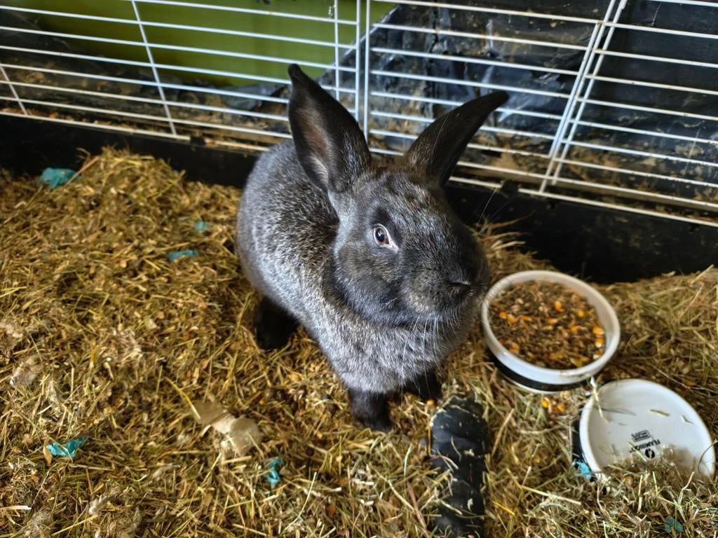 Ram Duitse reus, Mannelijk, Groot