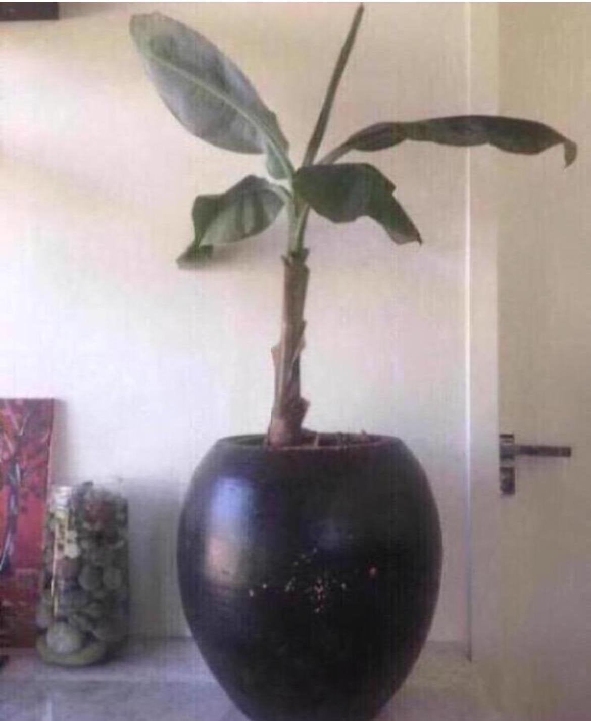 Grote zwarte terracotta bloempot vaas, handwerk 36cm, Gebruikt, Rond, Binnen, Minder dan 40 cm