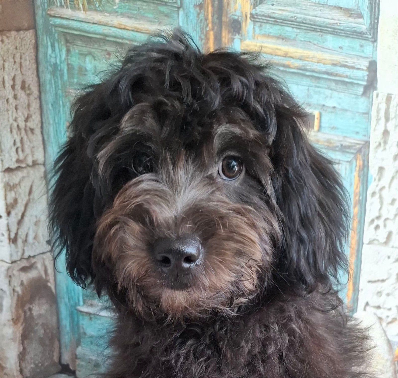 Super leuke, klein blijvend doodle pupje (pomapoo), Parvo, Overige rassen, 8 tot 15 weken, Meerdere