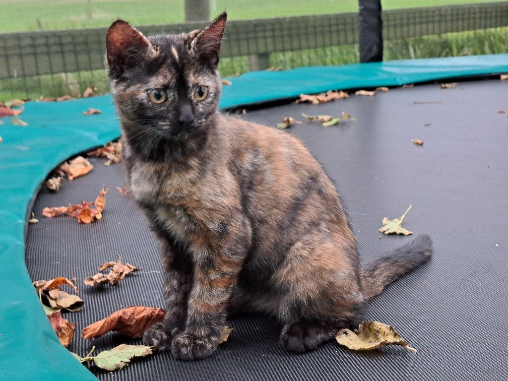 Kittens, Meerdere dieren, Kortharig, 0 tot 2 jaar