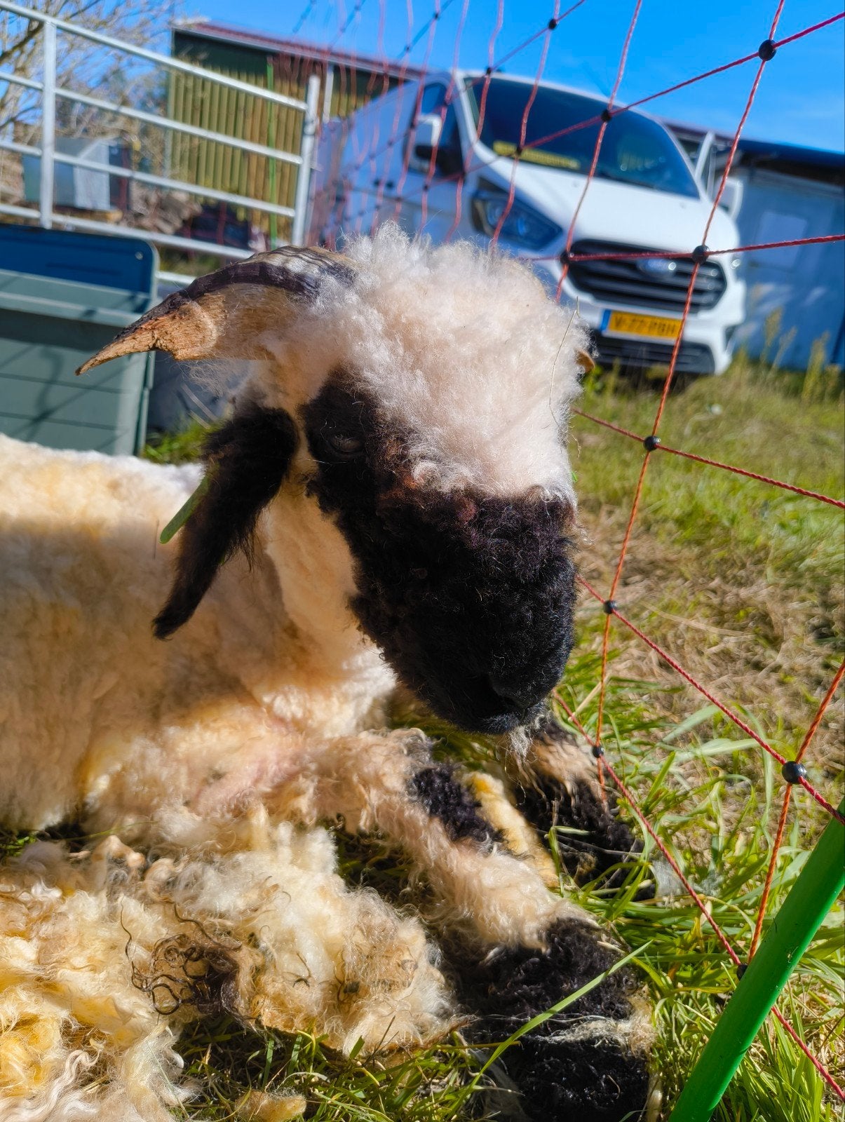 wallissers schwarznase ram, Mannelijk, Schaap, 0 tot 2 jaar