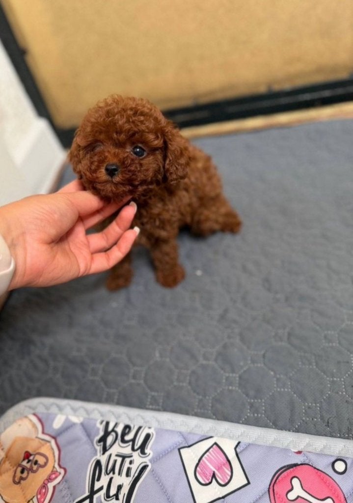 Toy poedel pups, Poedel, 8 tot 15 weken, Teef, Parvo