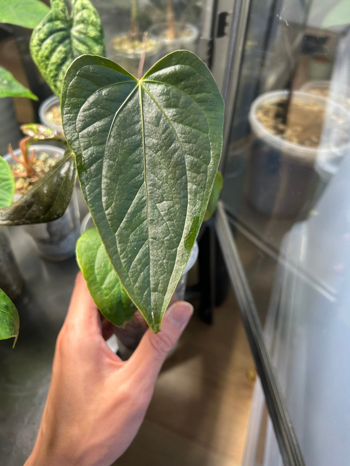 Anthurium Queen of Hearts, Ophalen of Verzenden, Halfschaduw, Minder dan 100 cm