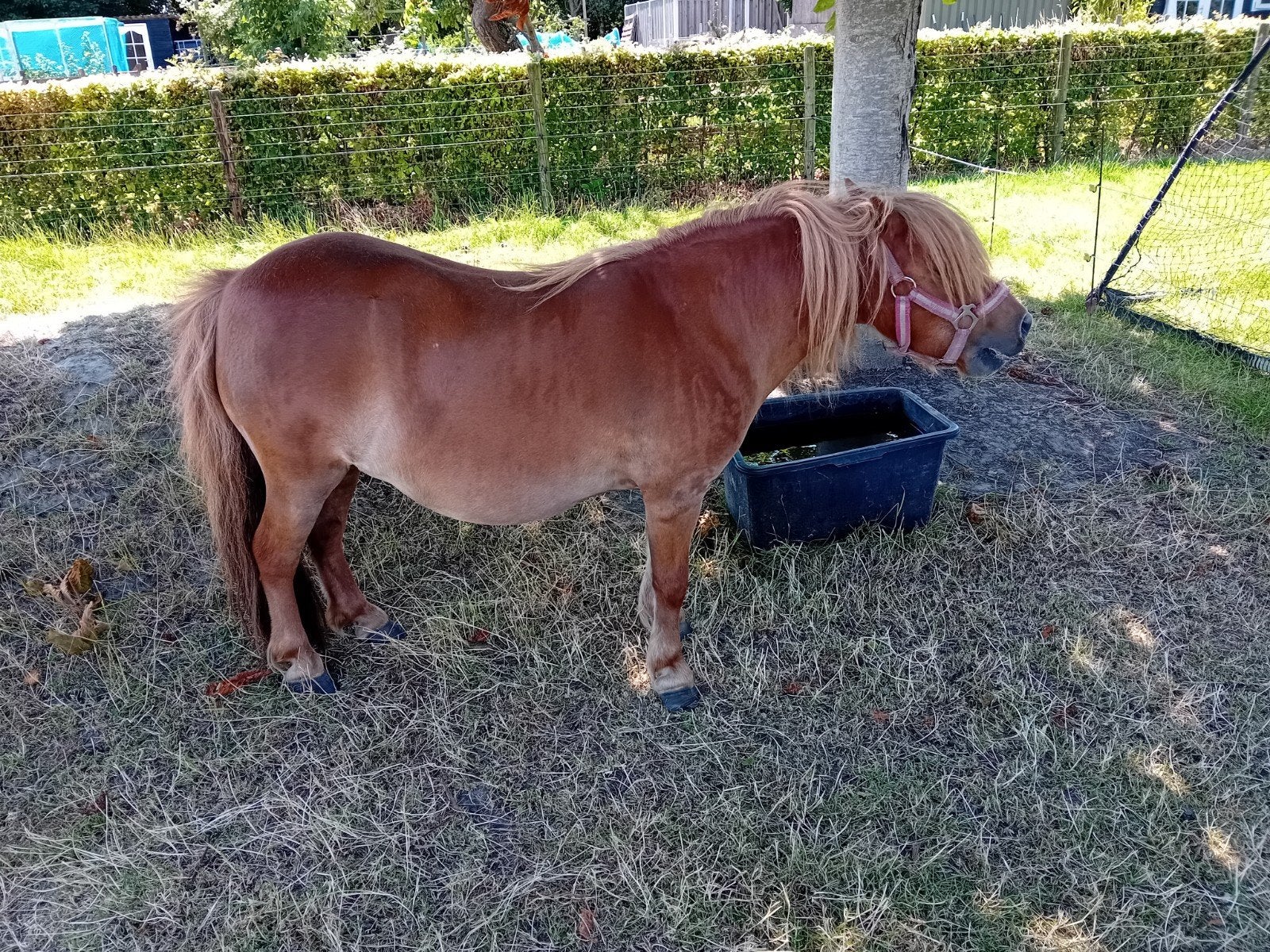 Te koop: Shetland pony, Dieren en Toebehoren, Pony's, Merrie, A pony (tot 1.17m), Gechipt
