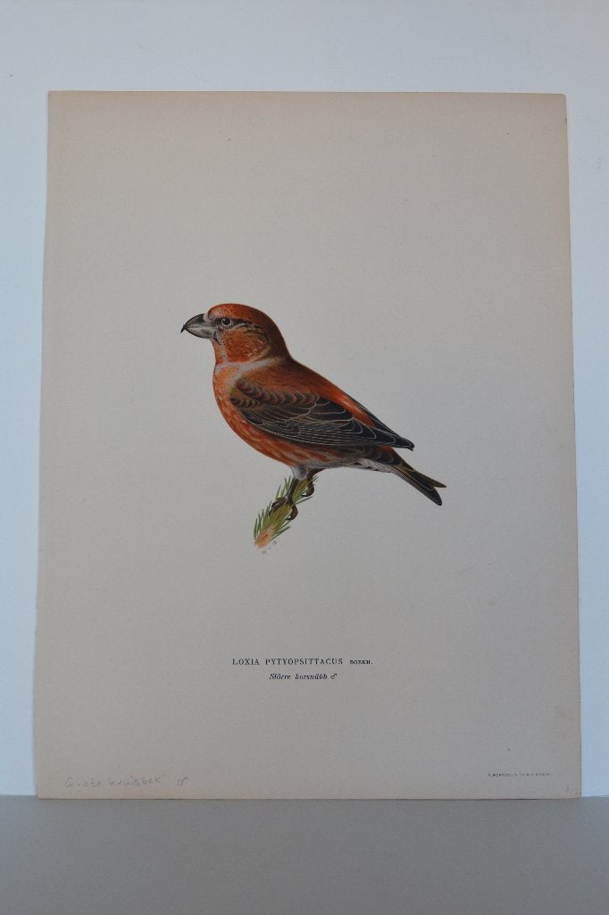 GROTE KRUISBEK VOGEL LOXIA PYTYOPSITTACUS Mooie LITHO VA4, Origineel, Ophalen of Verzenden, Lithografie, Dieren en Natuur