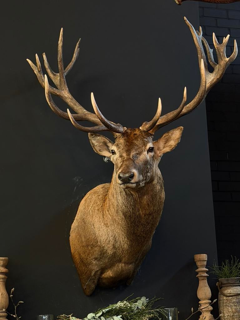 Edelhert hert  opgezet opgezette taxidermie veluwe hertenkop, Ophalen, Nieuw, Hert, Opgezet dier