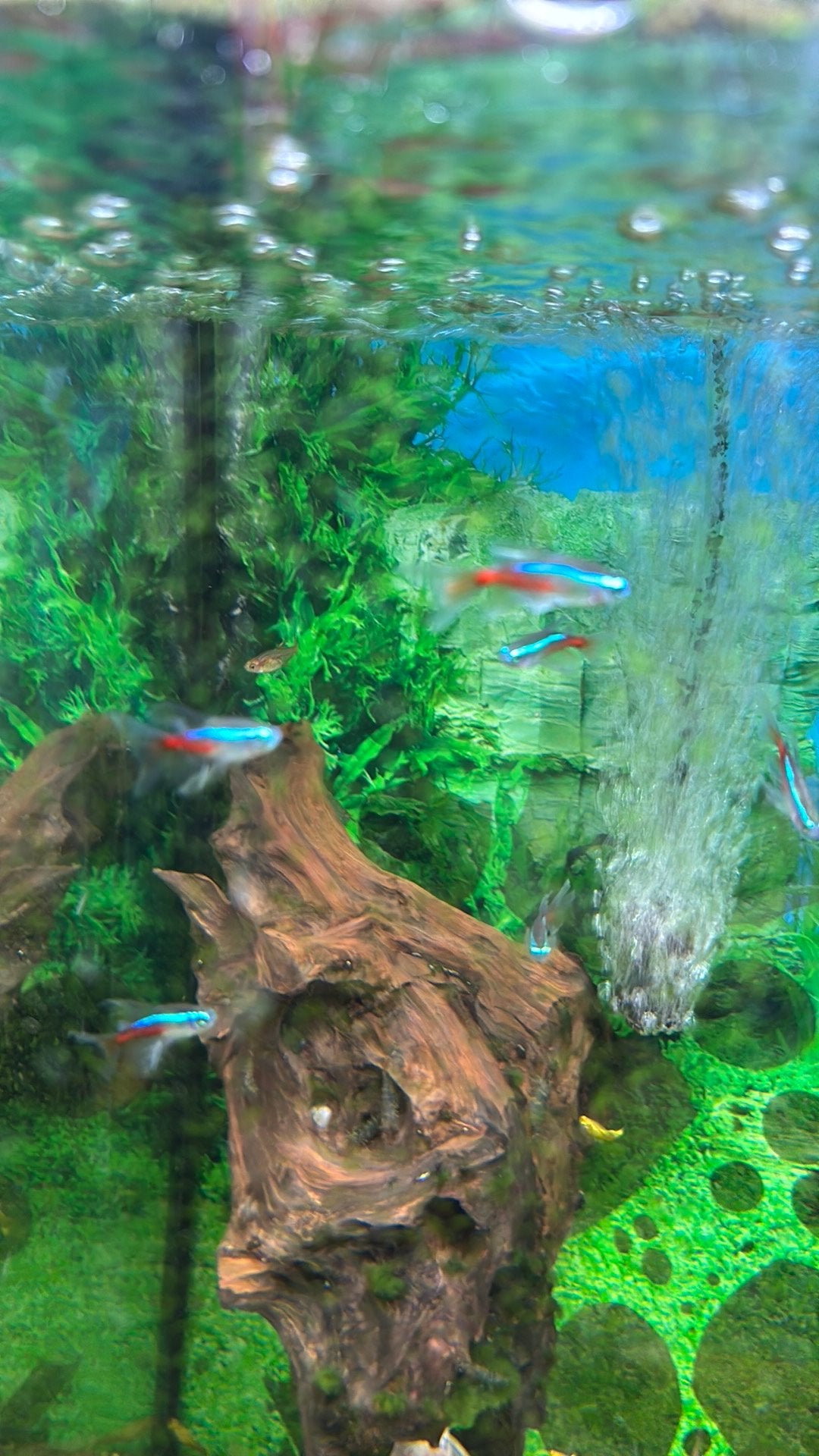 neontetra sluierstaart, Vis, Zoetwatervis, Schoolvis