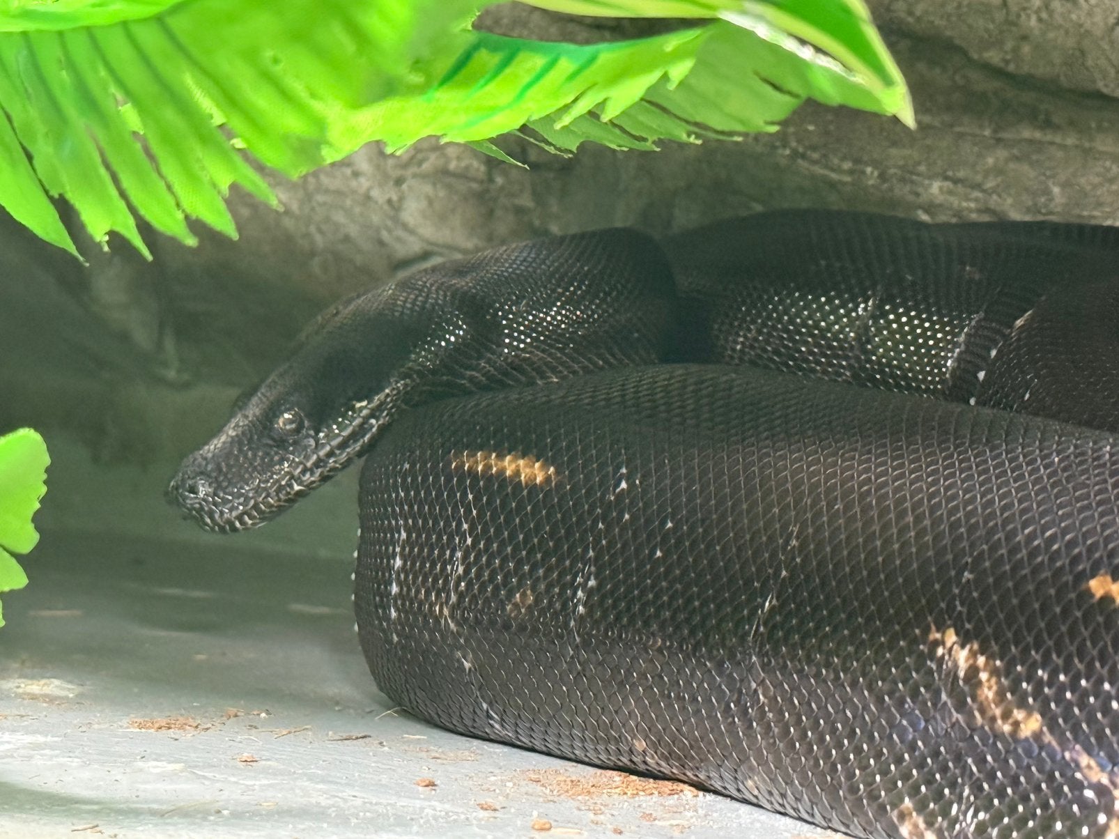 Boa constrictor.   Img jungle. 2023     1.0., Dieren en Toebehoren, Reptielen en Amfibieën, Slang, 3 tot 6 jaar