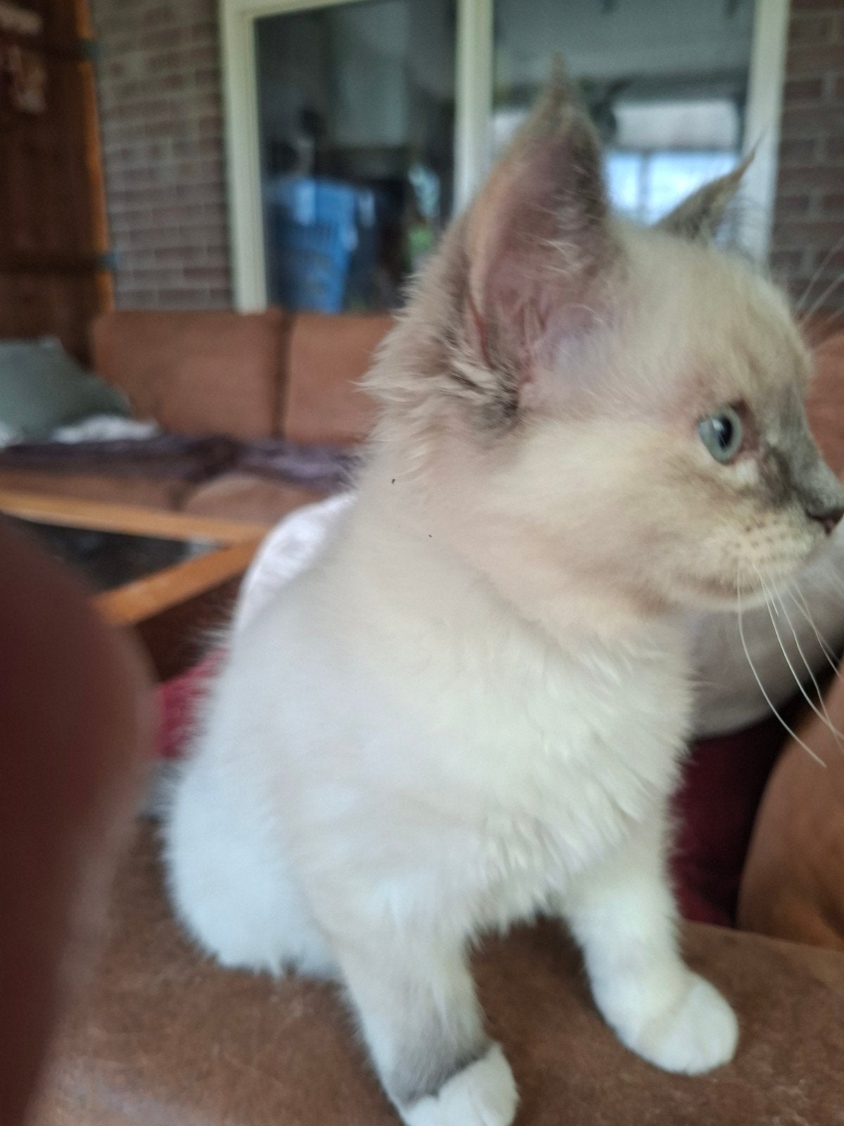 Ragdoll kittens raszuiver 12 -3. Vereiste goed huisje! € 650, Meerdere dieren, Ontwormd