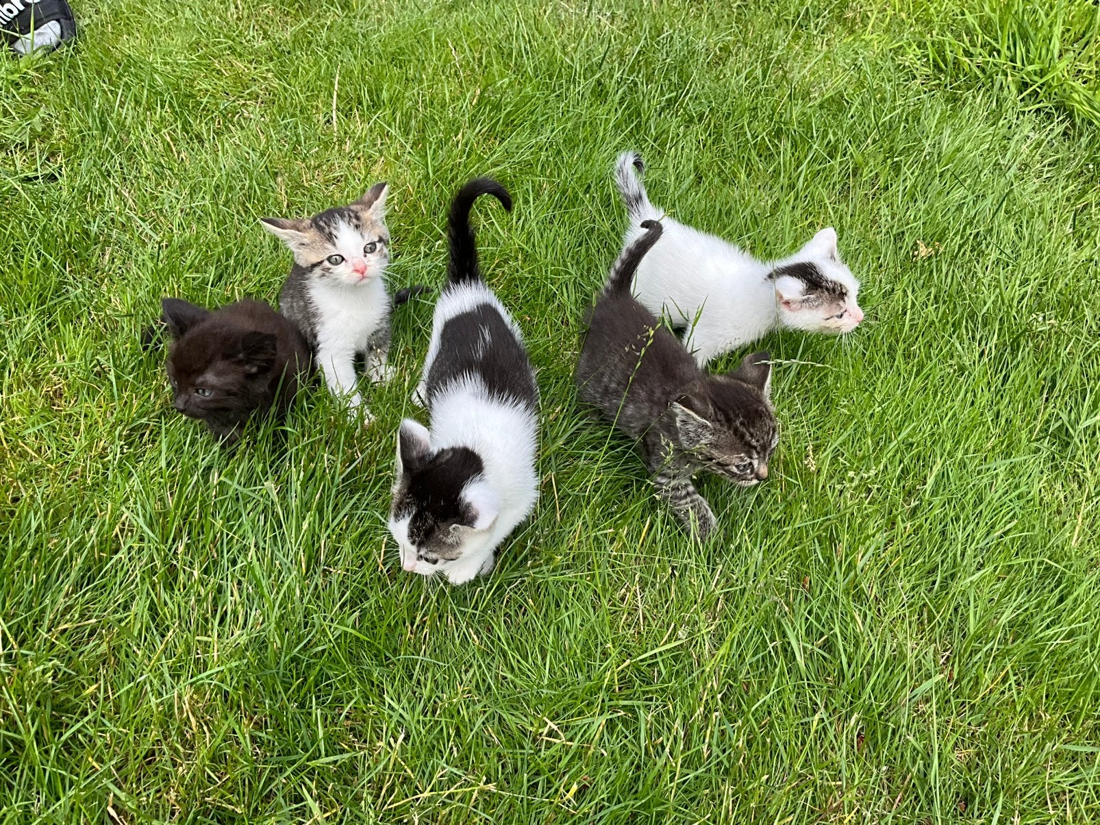 Kittens, zindelijk tam en superlief, Meerdere dieren, 0 tot 2 jaar