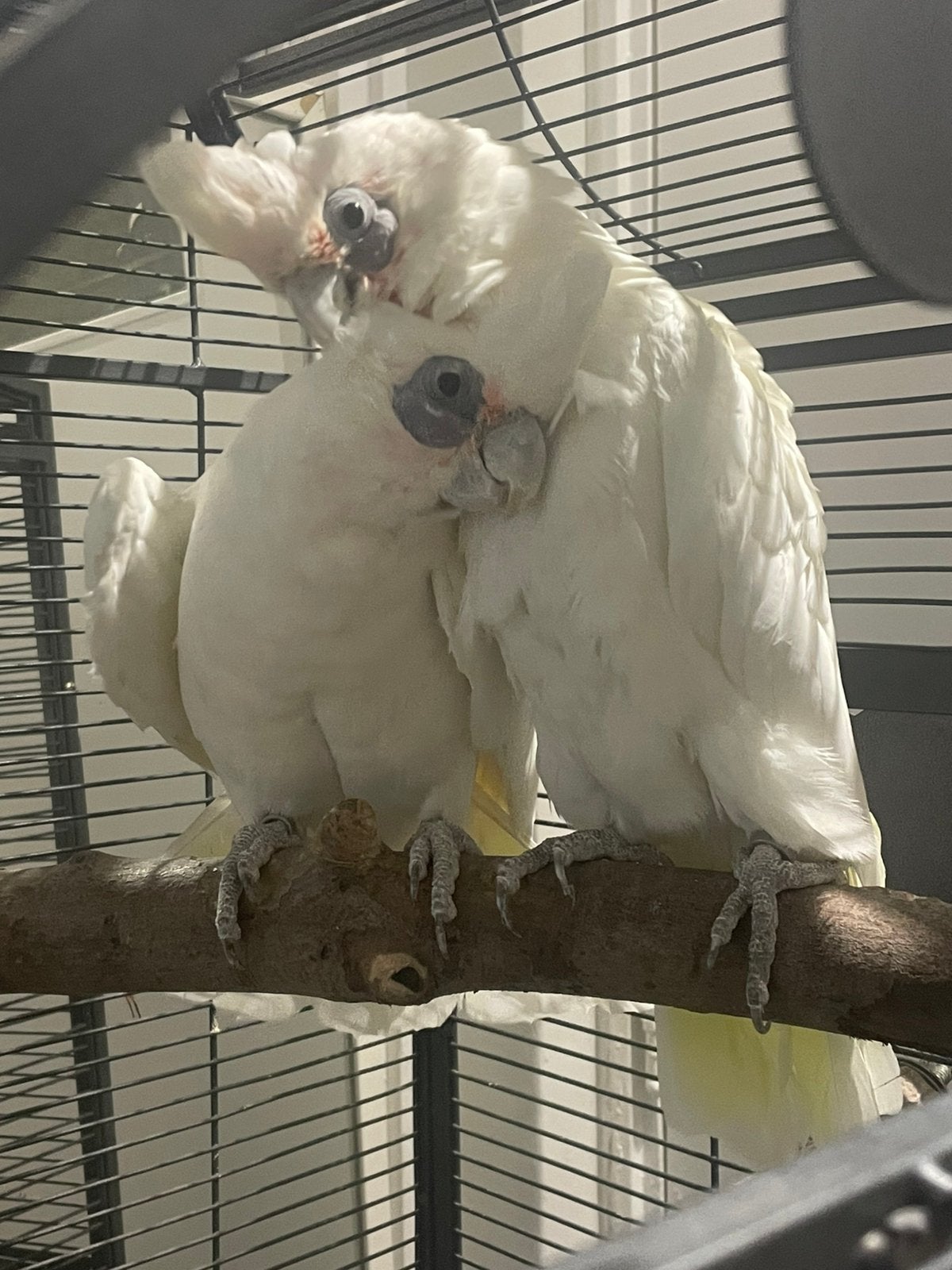 Naaktoog kaketoe’s kweekkoppel, Meerdere dieren, Papegaai, Geringd