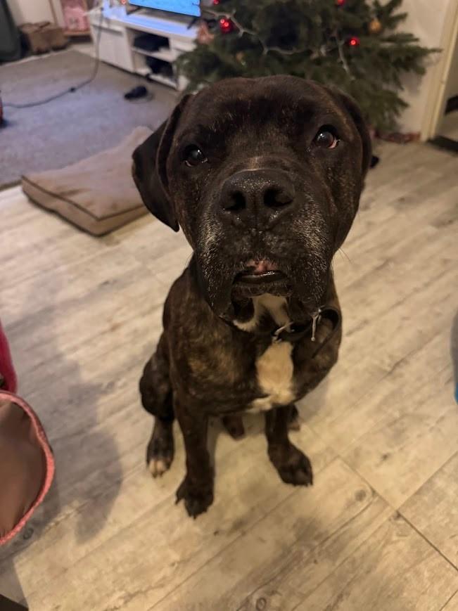 Met spoed nieuw huis gezocht voor onze hond., 6 jaar of ouder, Reu, Groot, Eén hond