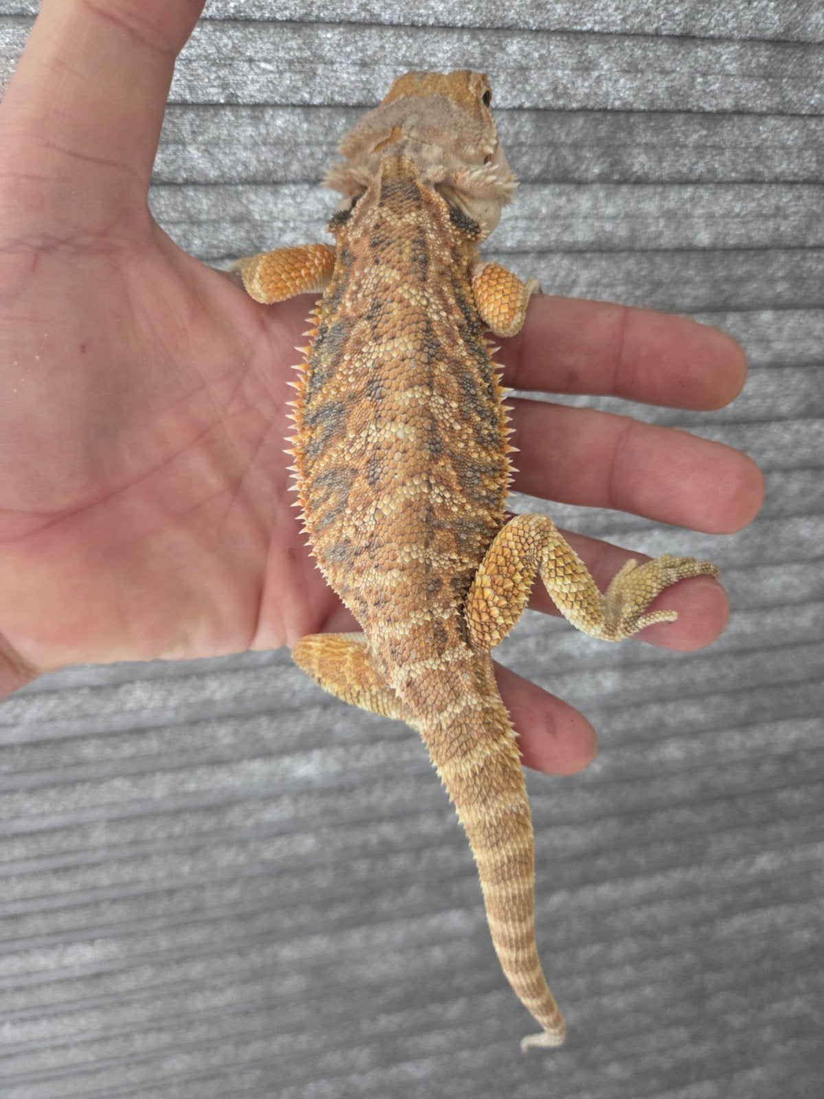 Baardagaam Red Tiger/Orange Blue Bar Bearded Dragon - male for sale from r.greven1983