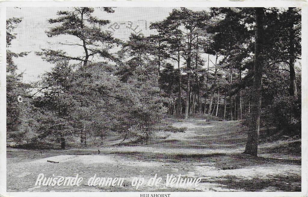 Hulsthorst Ruisende Dennen Oude Ansichtkaart ( B1226 ), Ophalen of Verzenden, 1940 tot 1960, Gelopen