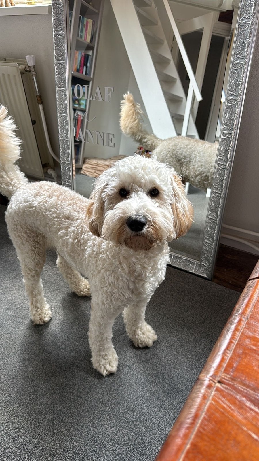 De labradoodle - Labrador Puppy’s zijn er bijna!, Dieren en Toebehoren, Parvo, 8 tot 15 weken, Meerdere, Meerdere dieren