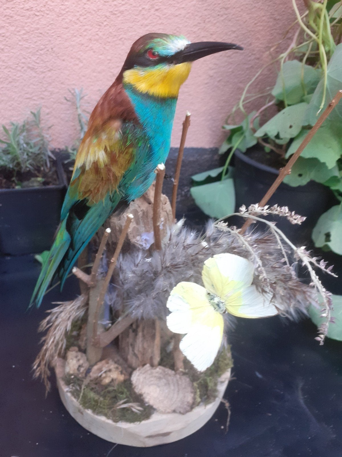 Opgezette Europese bijeneter met citroenemigrant, Taxidermie, Verzamelen, Ophalen of Verzenden, Nieuw, Vogel, Opgezet dier