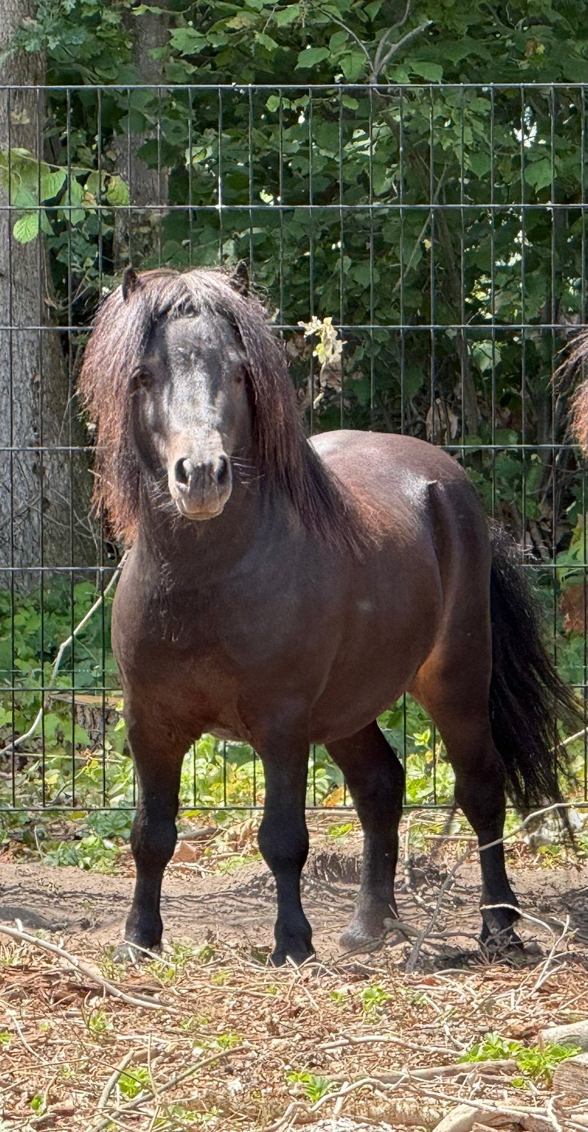 Mooie shetlander hengst, Hengst