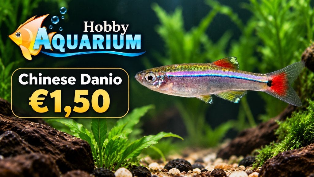 Chines Danio aanbieding 10/11/12/13 September, Vis, Zoetwatervis, Schoolvis