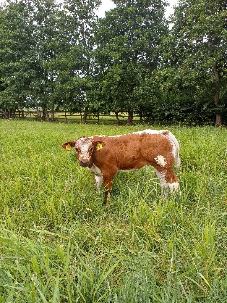 Dikbil streeprug stierkalf te koop, Dieren en Toebehoren, Mannelijk, 0 tot 2 jaar