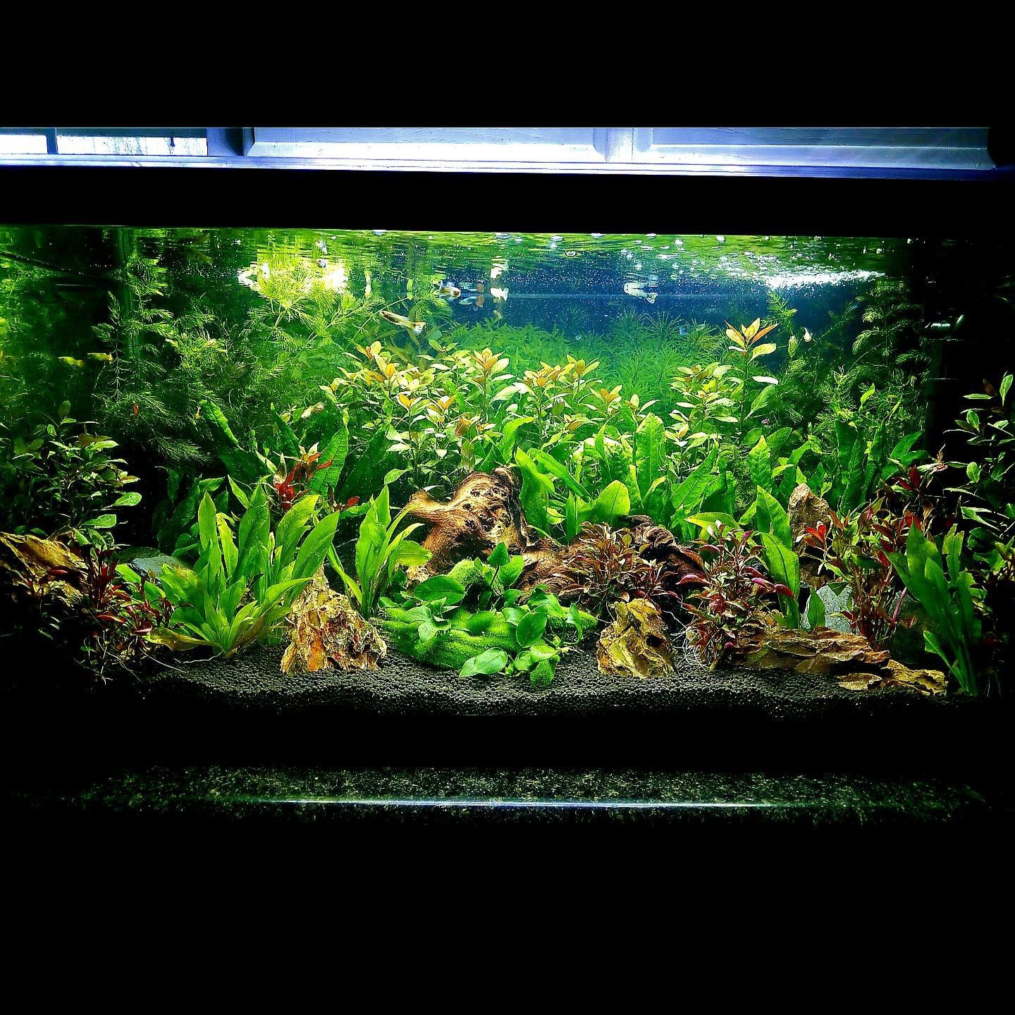 Aquarium verzorger, Ophalen of Verzenden