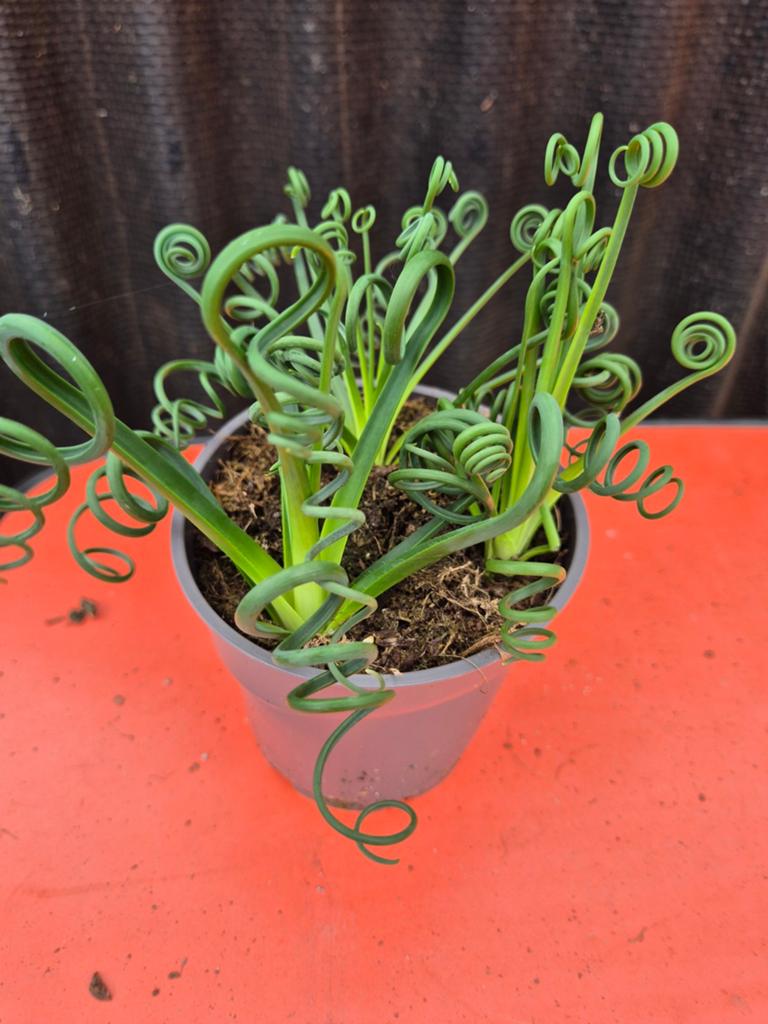 Albuca spiralis Frizzle Sizzle p12, Ophalen of Verzenden, Halfschaduw, Minder dan 100 cm