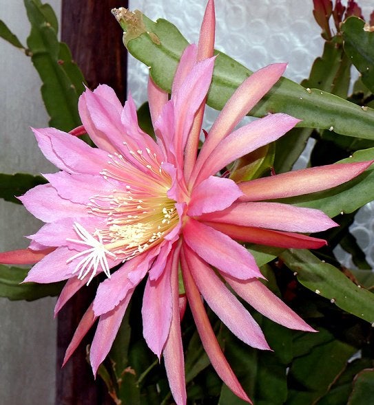 cactus - Epiphyllum Pink Plumes, Ophalen of Verzenden, Cactus, Volle zon, Minder dan 100 cm