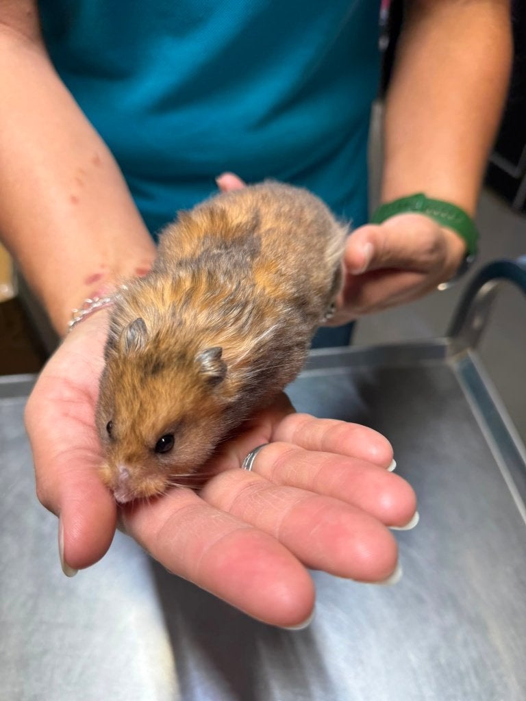 Te koop lieve super tamme goudhamsters / Syrisch hamsters, Hamster, Mei, Meerdere dieren, Tam