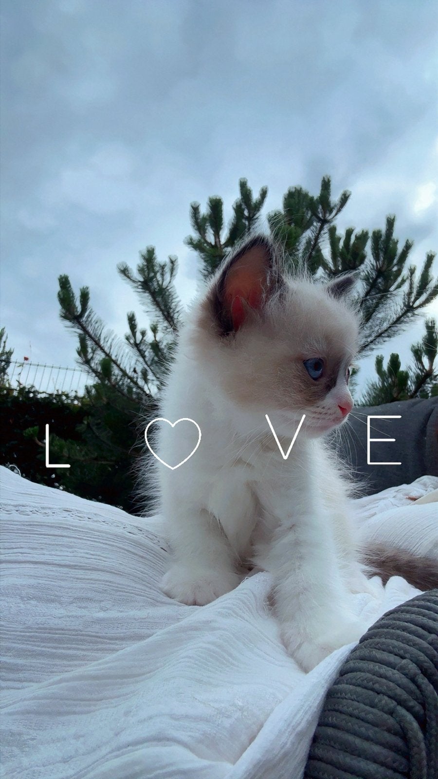 Ragdoll kittens met stamboom- La Belle Vie Ragdolls, Meerdere dieren, Met stamboom