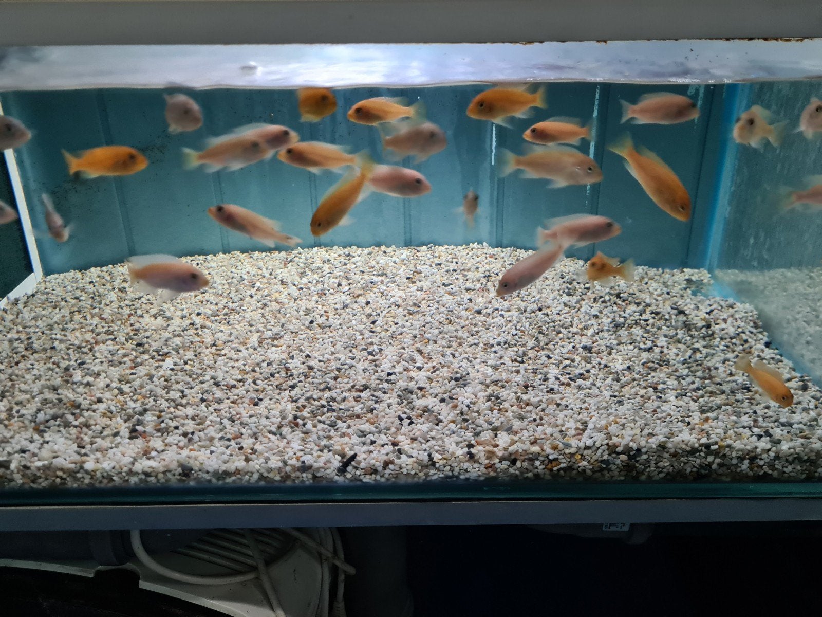 Metriaclima Zebra red and blue Malawi Cichliden, Vis, Zoetwatervis