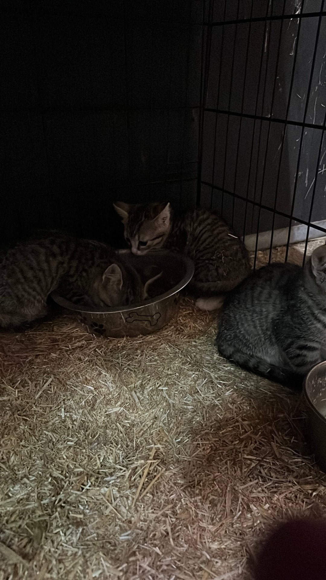 Kittens, Dieren en Toebehoren, Meerdere dieren