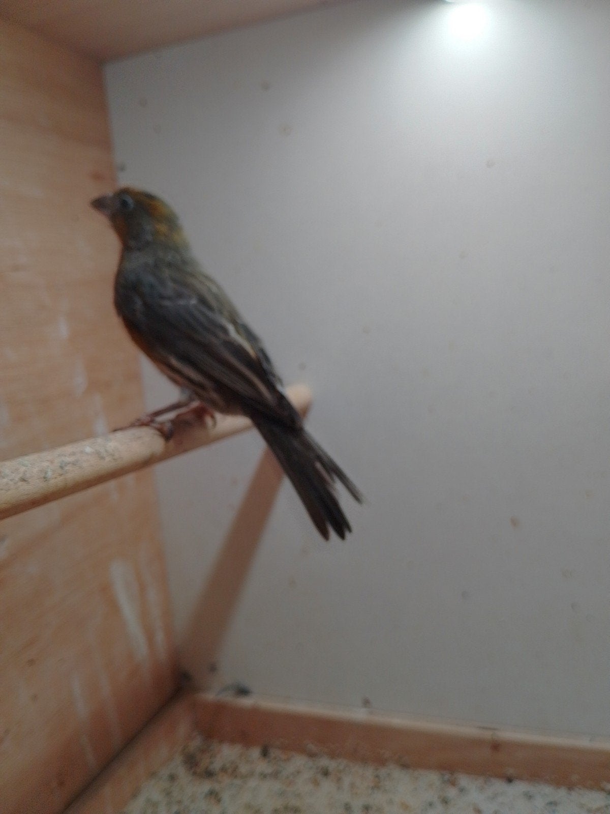 Mooie roodmus, Mannelijk, Tropenvogel, Geringd
