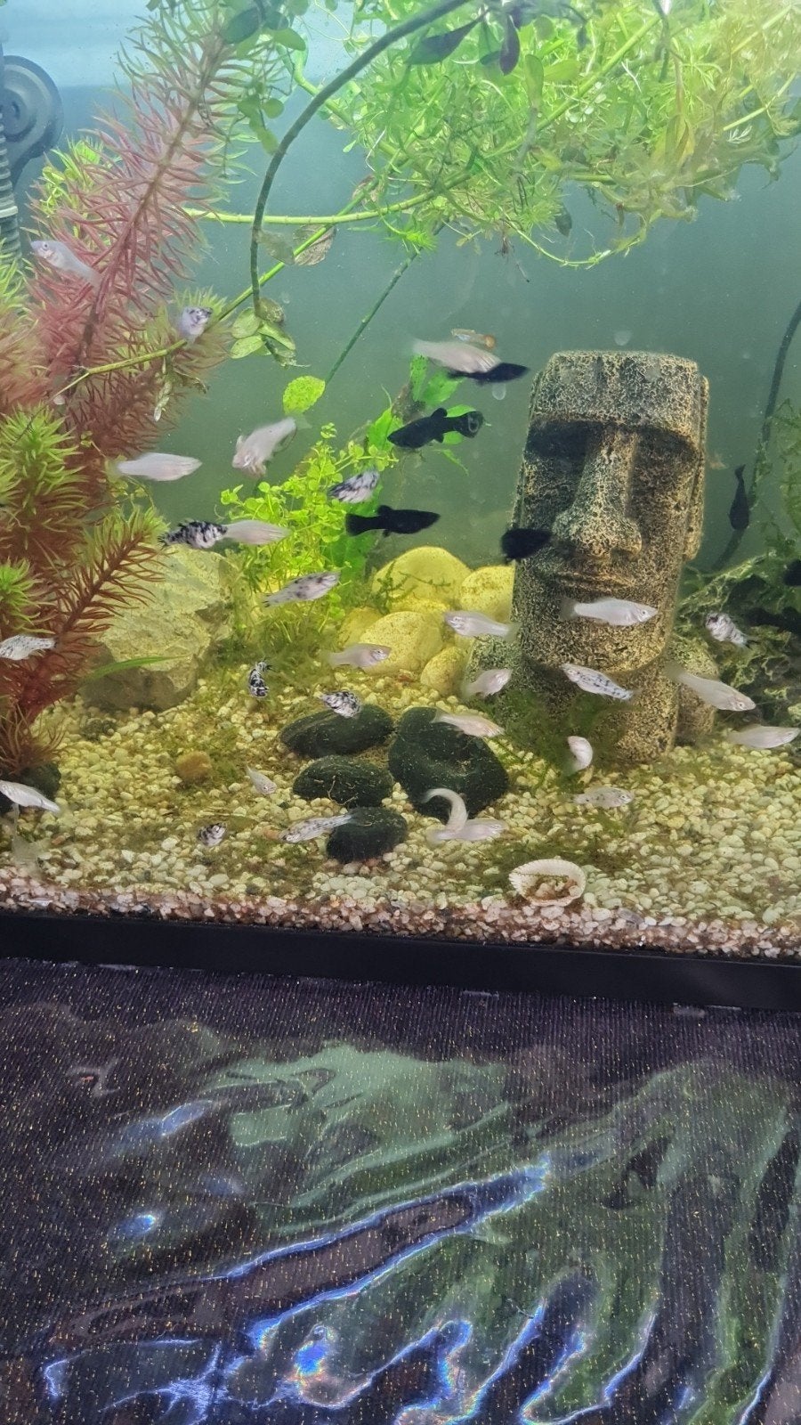 Mollies, Dieren en Toebehoren, Vissen | Aquariumvissen, Vis