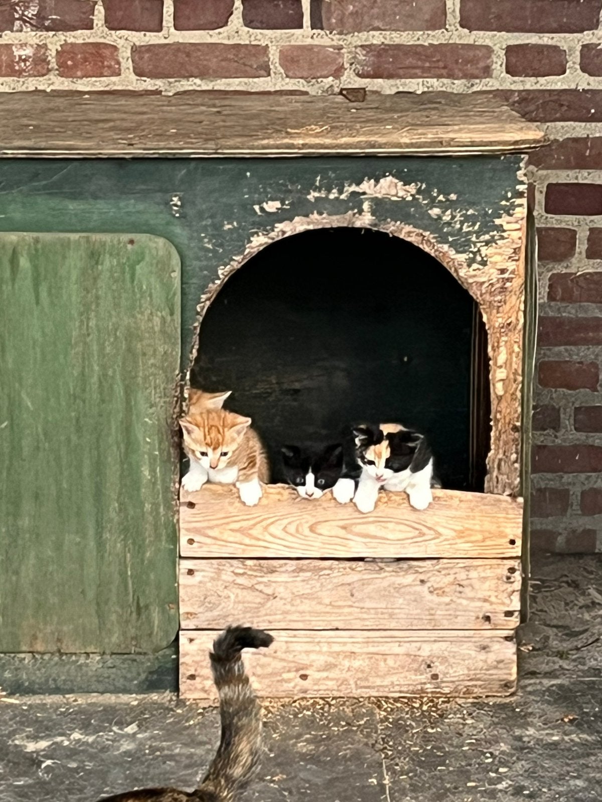 Kittens