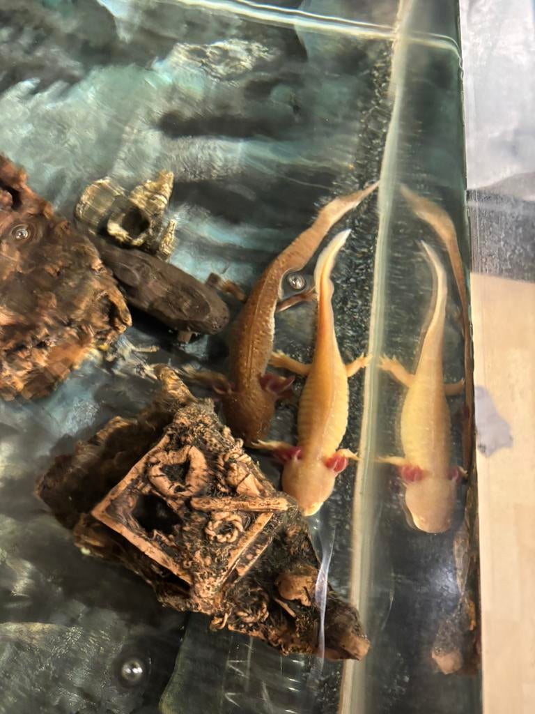 2 axolotls, Dieren en Toebehoren, Reptielen en Amfibieën, Amfibie, 3 tot 6 jaar