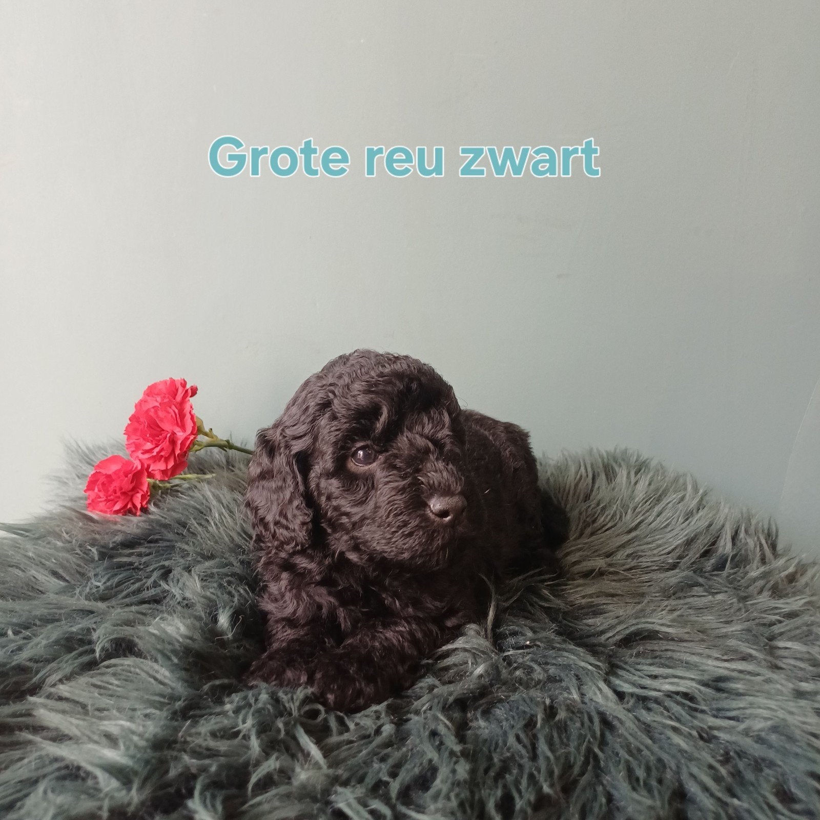 Nog 4 van 9 multigen Labradoodle met afstammingsbewijs, Dieren en Toebehoren, Parvo, Overige rassen, 8 tot 15 weken, Meerdere