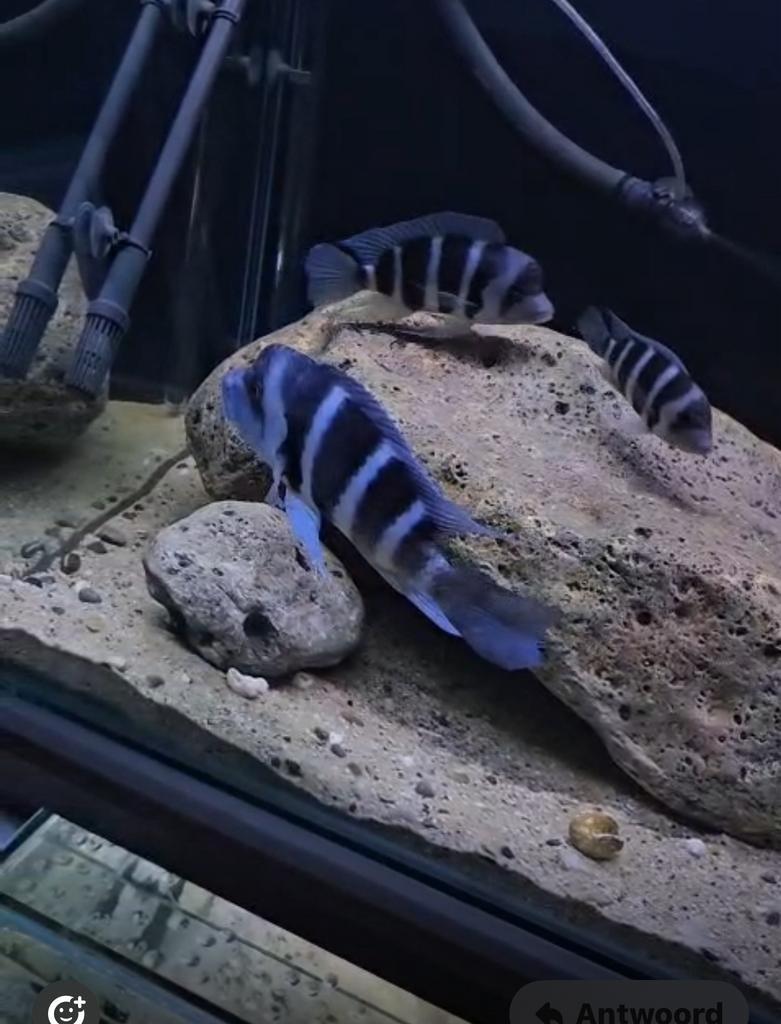 Mooie groep Frontosa blue Zaïre, Dieren en Toebehoren, Vissen | Aquariumvissen, Vis