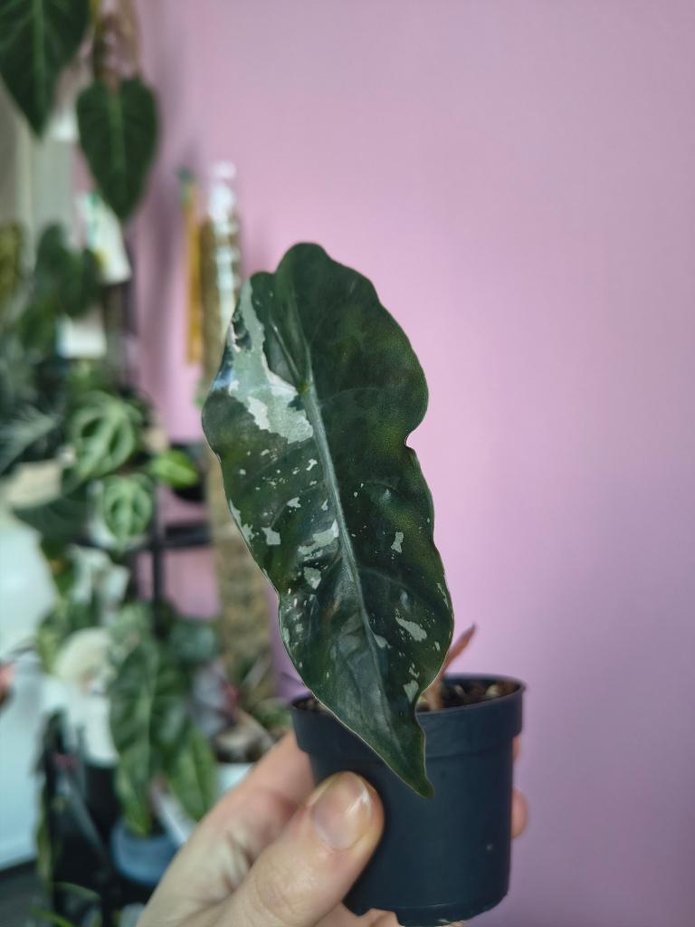 Alocasia Chantrieri pink (not TC), Ophalen of Verzenden, Halfschaduw, Minder dan 100 cm