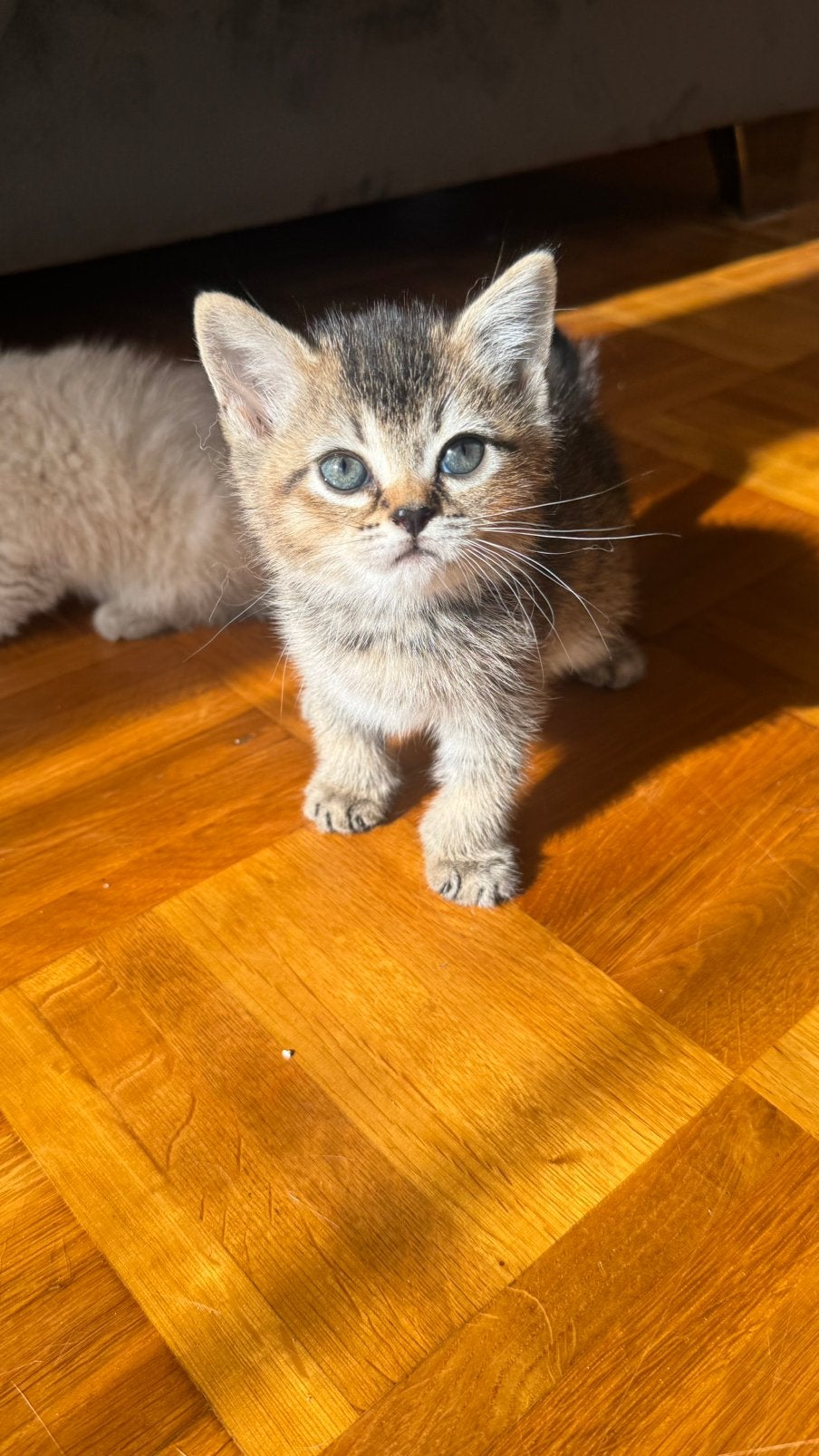 💛🐱BKH Babykitten te koop - beschikbaar vanaf 1.10, Geslacht onbekend, Ontwormd, 0 tot 2 jaar