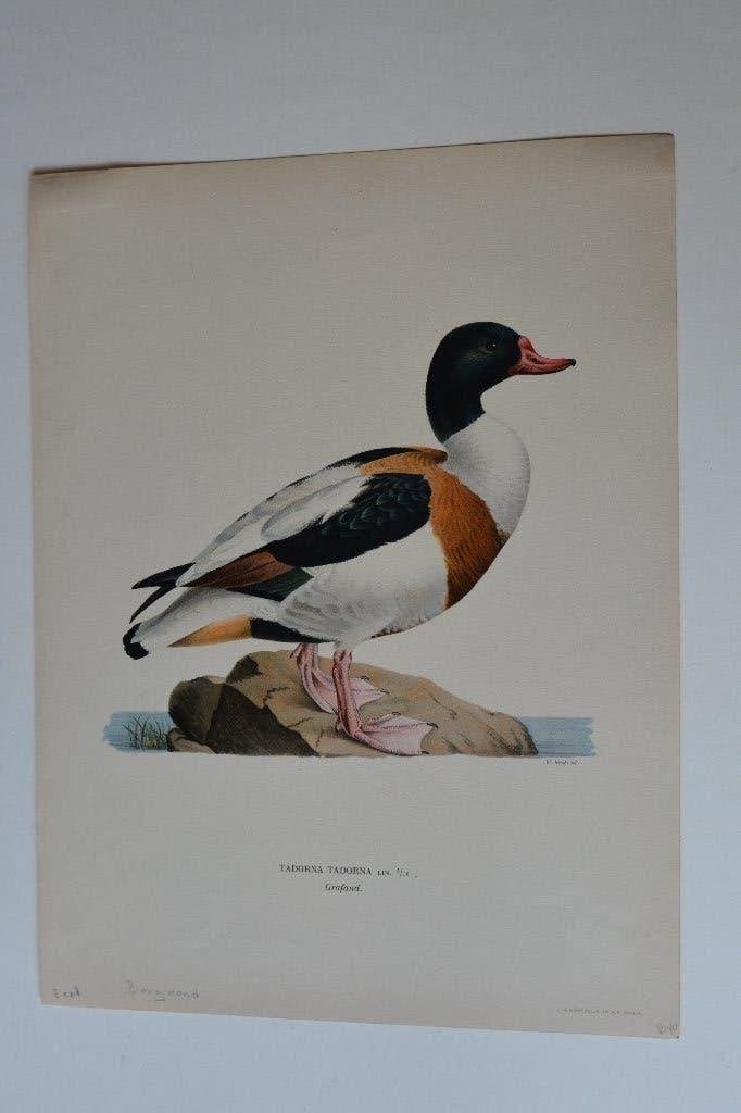 EEND BERGEEND TADORNA TADORNA ORIGINELE VOGEL LITHO 1929 VD9, Origineel, Ophalen of Verzenden, Lithografie, Dieren en Natuur