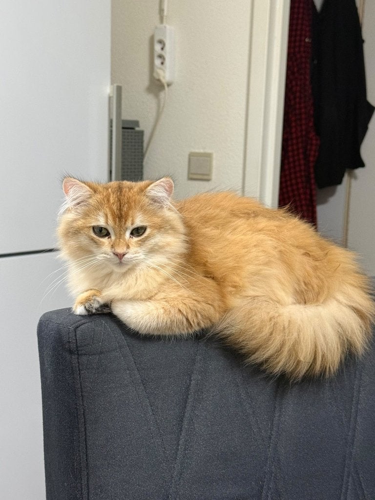 Prachtige Britse Langhaar poes lieve goudkleurige pluizenbol, Poes