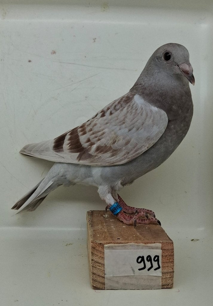 Te koop jonge duif uit "The Hunt" (999), Dieren en Toebehoren, Vogels | Duiven, Geslacht onbekend, Postduif